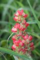 Late Season Indian Paintbrush